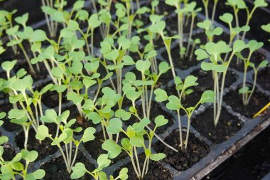 Tohum tepsisinde büyüyen, kentsel bahçıvanlığa ya da ev sebze bahçesine hazır genç fidanların yakın çekimi