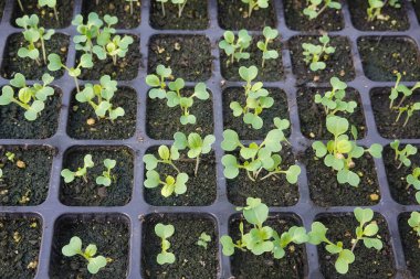 Tepside yetişen yeşil fidanlar yeni bitki yaşamını sembolize eder, fidanlar, tepsiler ve sera gibi anahtar sözcüklerle bahçıvanlıkta büyümeyi ve yenilenmeyi yakalar.