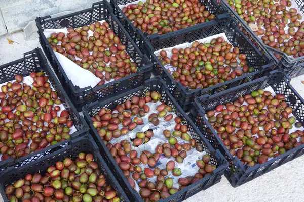 Taze toplanmış kivi böğürtlenleriyle dolu sandıklar gazetede kurutuluyor, işlenmeye ya da piyasaya sunulmaya hazır.