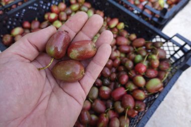 Arka planda aktinidia arguta meyveleriyle dolu taze toplanmış kivi meyvelerini gösteren çiftçi.