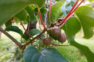 Close-up of kiwi berries ripening on the vine, showcasing the vibrant green leaves and reddish stems in natural sunlight clipart