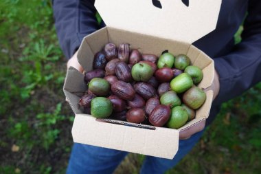 Farmer holding a cardboard box full of freshly picked kiwi berries, ready for market or consumption clipart