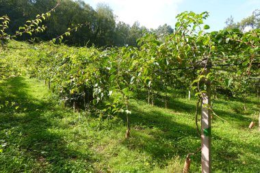 Hardy kiwi (actinidia arguta) plants growing on a sunny hillside orchard, supported by wooden poles and wires clipart