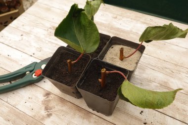 Kivi kesikleri toprak ve kumla dolu küçük çömleklerde, budama makası yanında, ekilmeye hazır.