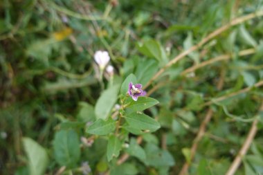 Canlı mor yaprakları olan küçük bir goji çiçeğinin ve yemyeşil yeşilliklerle çevrili narin sarı bir merkezin yakın çekimi doğal güzelliğini ve detaylarını vurguluyor..