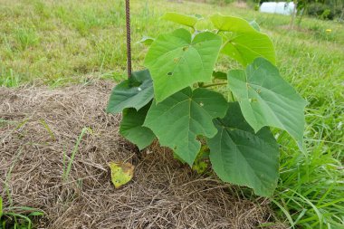 Küçük delikleri olan geniş yeşil yapraklı Paulownia ağacı ya da kiri fidanı, kuru saman ve destek için metal kazıkla çimenli bir kırsal alana dikilmiş..