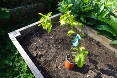 Çilek meyvesi (Passiflora edulis) canlı yeşil yapraklarla dolu küçük bir demlikte, yemyeşil toprakla çevrili, yükseltilmiş bir bahçe yatağına yerleştirilmiştir..
