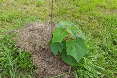 Paulownia tree or kiri sapling with broad green leaves showing small holes, planted in a grassy field with a dry mulch base and supported by a metal stake. clipart