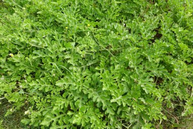 Toprağı kaplayan geniş yapraklı yemyeşil karpuz sarmaşıkları.