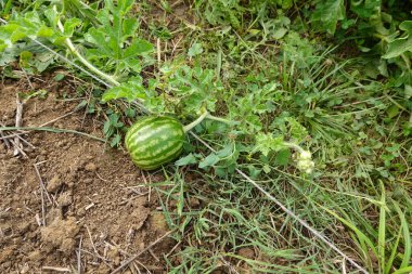 Bahçedeki bir sarmaşıkta büyüyen küçük bir karpuz, yeşil yapraklar ve çimlerle çevrili..
