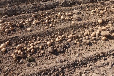 Toplanmış bir tarlaya serpilmiş taze biçilmiş patatesler toplanmaya hazır..
