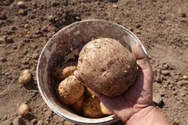 Bir el, diğer patateslerle dolu bir kovanın üzerinde büyük ve taze bir patates topluyor..