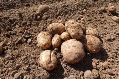Toprak kaplı yeni hasat edilmiş patatesler, güneş ışığı altındaki kırsal bir tarlada gevşek, kuru toprağın üzerinde yatıyor..