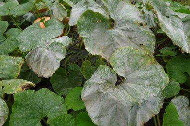 Büyük balkabağı yaprakları tozlu küften etkilenmiş, açık bir bahçede yoğun bir yeşillik büyümesi arasında, yaprak yüzeyinde beyaz pudralı bir kaplama ile mantar enfeksiyonu sergiliyor..