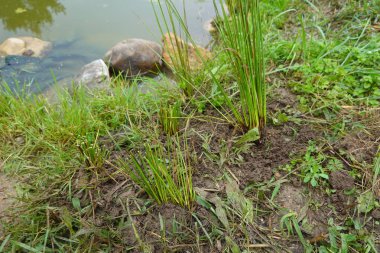 Freshly planted Juncus procerus along the edge of a pond with grassy banks and visible rocky edges in a rural outdoor environment. clipart