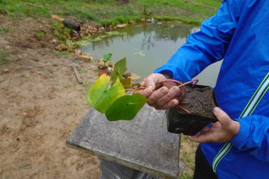 Nilüfer çiçeğini (Nymphaea) kalp şeklinde yaprakları ve uzun sapları olan açık kırsal bir yerdeki küçük bir göletin yanında tutan kişi.