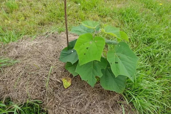 Geniş yeşil yapraklı Paulownia ağacı fidanı küçük delikleri gösteriyor, çimenli bir tarlaya dikilmiş, etrafı kuru samanlarla çevrili ve metal bir kazıkla desteklenmiş..