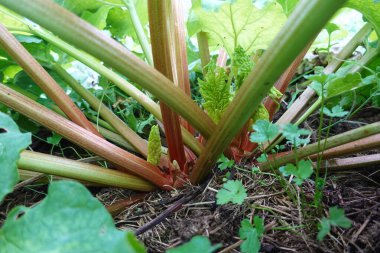Zeminden taze ravent sapları çıkıyor, canlı yeşil yapraklar ve bahçedeki saman örtüsüyle çevrili.