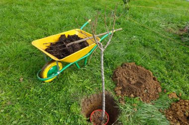 Bahçeye çıplak bir kök ağacı dikerken sağlıklı büyümek için gübre dolu bir el arabası kullanarak toprağı besliyor.