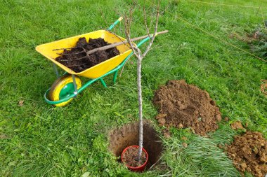 Bahçeye çıplak bir kök ağacı dikerken toprağı zenginleştirmek için besin zengini gübreyle dolu bir el arabası kullanmak.
