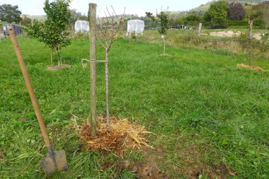 Mulching young fruit trees with straw helps control weeds, retain soil moisture, and regulate soil temperature, promoting healthy growth clipart