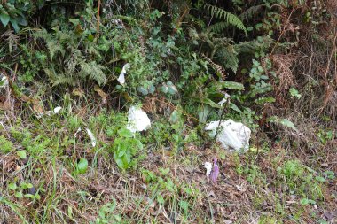 Plastic bags and other non-biodegradable waste pollute a forest floor, highlighting the impact of human activity on the environment clipart