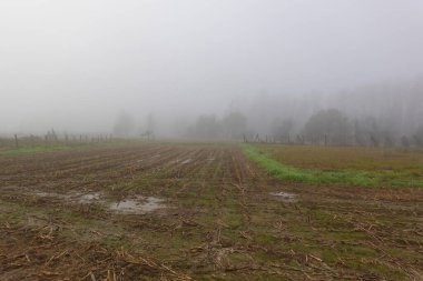 Sis, sisli bir sonbahar gününde tarlaları, su birikintilerini ve çıplak ağaçları silip sükunet ve atmosferik kırsal bir manzara yaratır.