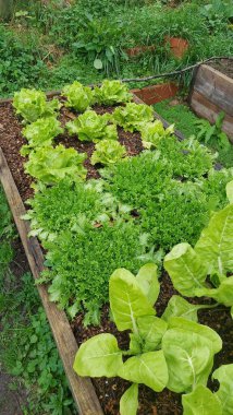 Ev yapımı marul ve pazı, yükseltilmiş bir bahçe yatağında sağlıklı ve lezzetli bir hasat vaat ederek büyür.
