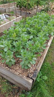 Yeşili geniş fasulye bitkileri yükseltilmiş bir bahçe yatağında büyür, nem tutmak ve ot bastırmak için ahşap kırıntılarından yararlanırlar.