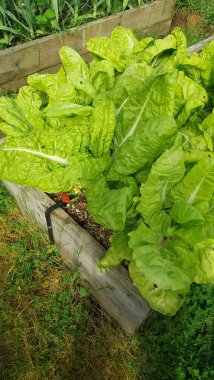 yemyeşil İsviçre pazarı yükseltilmiş bir bahçe yatağında gelişiyor, sulama sisteminden yararlanarak ideal büyüme ve sağlıklı yapraklar elde ediyor.