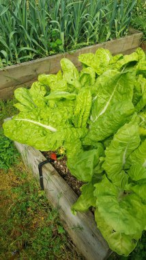 Canlı İsviçre pazısı ve pırasa yükseltilmiş bir bahçe yatağında gelişiyor, sürdürülebilir büyüme için verimli bir sulama sisteminden faydalanıyor.
