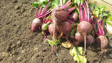 Taze pancar kökleri, yakın zamanda bahçeden toplanmış, toprakta dinleniyor, tüketime ya da depolamaya hazır.