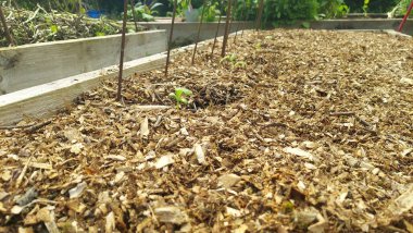 Bahçe yatağındaki ahşap yonca malçından çıkan küçük yeşil filizler sürdürülebilir bahçıvanlık uygulamalarını temsil ediyor.