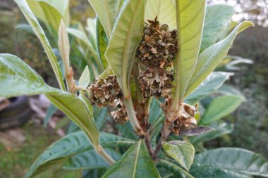 Çiçek kürtajı geçiren kurumuş lokuat çiçeklerinin yakın çekimi, bazı çiçeklerin meyveye dönüşmediği doğal bir süreç.