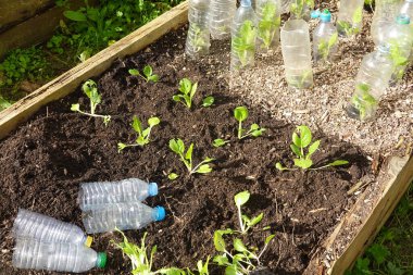 Geri dönüştürülmüş plastik şişelerle korunan bereketli topraklarda yetişen kakao tohumları sürdürülebilir bahçıvanlık uygulamaları sergiliyor.