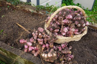 Yeni kazılmış Kudüs enginarları, ya da güneş çarpmaları, yükseltilmiş bir bahçe yatağında toprakta hasır bir sepetin içinde, pazara hazır.