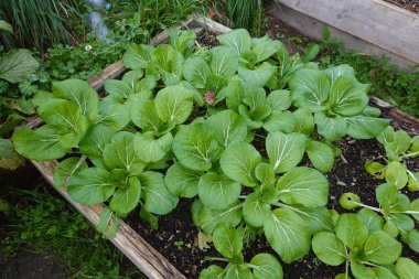 Bok çikolotları, yemyeşil yapraklar ve sağlıklı büyüme gösteren, yükseltilmiş bir bahçe yatağında gelişiyor.