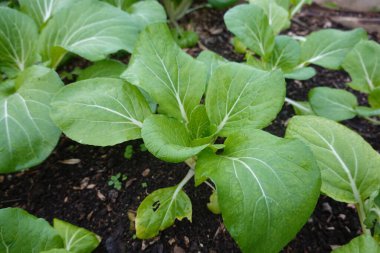 Bok choy bitkileri, canlı bir sebze bahçesinde, verimli yeşil yapraklar ve organik büyüme gösteren, zengin, karanlık topraklarda yetişiyor.