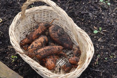 Taze kazılmış tatlı patatesler hasır sepette dinleniyor, çiftlikten masaya yolculuklarının bir sonraki aşaması için hazırlar.