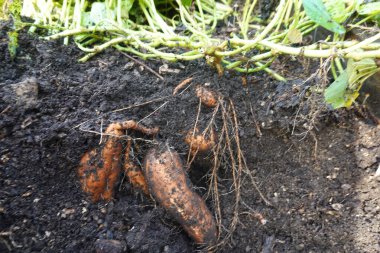Taze kazılmış tatlı patatesler zengin, karanlık toprakları yarıp geçiyor, sonbaharın kalbinde başarılı bir hasatın cömertliğini sergiliyor.