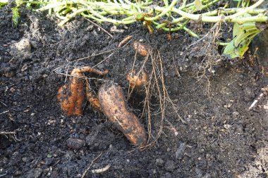 Taze kazılmış tatlı patatesler, zengin, karanlık topraklarda yatar. Bahçedeki başarılı bir hasattan sonra toplanmaya hazırdır.