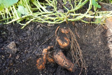 Taze kazılmış tatlı patatesler zengin topraklarda yatıyor, dikkatlice çıkartıldıktan sonra toplanmaya hazır.