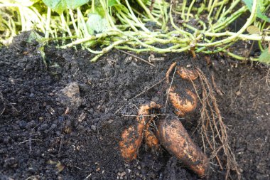 Taze kazılmış tatlı patatesler zengin, karanlık topraktan yükseliyor, sonbaharın kalbinde başarılı bir hasatın cömertliğini sergiliyor.