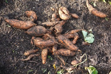 Tatlı patatesler koyu toprakta dinleniyor, taze hasat edilmiş ve sonbahar mevsimi için hazır, canlı kahverengi ve turuncu renklerini sergiliyorlar.