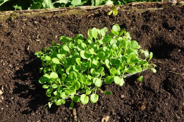 Bok choy seedlings growing in a seed tray, ready to be transplanted into fertile garden soil clipart