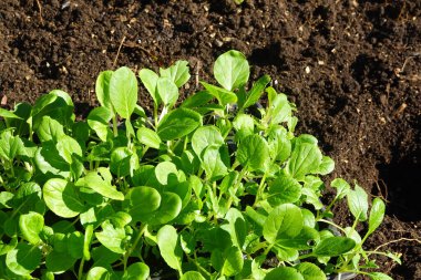 Tohum tepsisinde gelişen taze çikolota fideleri verimli topraklara nakledilmeye hazır, cömert bir hasat vaat ediyor.