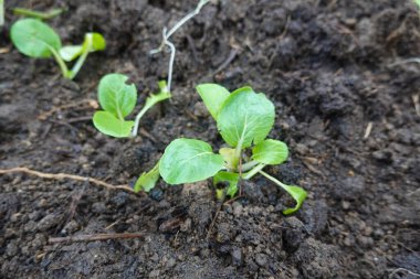 Genç bok çikolotları, zengin, karanlık topraklarda gelişiyorlar. Bahçe ortamında sağlıklı bir büyüme sergiliyorlar.