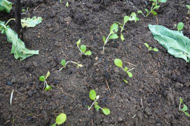 Genç bok çikolotları, bu besleyici Asya yeşilinden sağlıklı bir hasat sözü vererek, zengin, karanlık topraklarda gelişiyor.