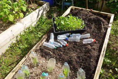 Plastik şişelerin altında yetişen tohumlar sebze bahçesinde palto gibi kesilmiş ve yeniden tasarlanmış, ekilmeye hazır kakao fidanları.