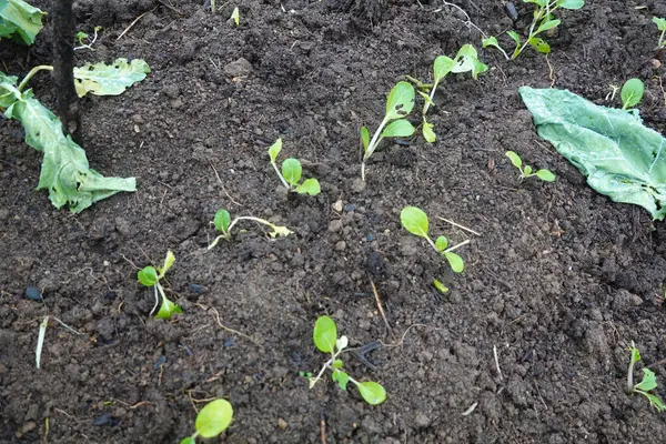 Genç bok çikolotları, bu besleyici Asya yeşilinden sağlıklı bir hasat sözü vererek, zengin, karanlık topraklarda gelişiyor.